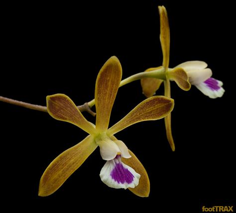 Florida Butterfly Orchid:  Encyclia tampensis Botany, Butterfly Orchid, Ways To Show Love, Orchid Flowers, Orchid Flower, Down South, In The Wild, All Plants, In Bloom