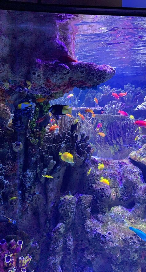 Aquarium Wallpaper Iphone, Aquarium Aesthetic Wallpaper, Aesthetic Marine Life, Bu Monsters Inc, Aquatic Wallpaper, Aquarium Wallpaper, Aquarium Pictures, Underwater Wallpaper, Wallpaper Wa