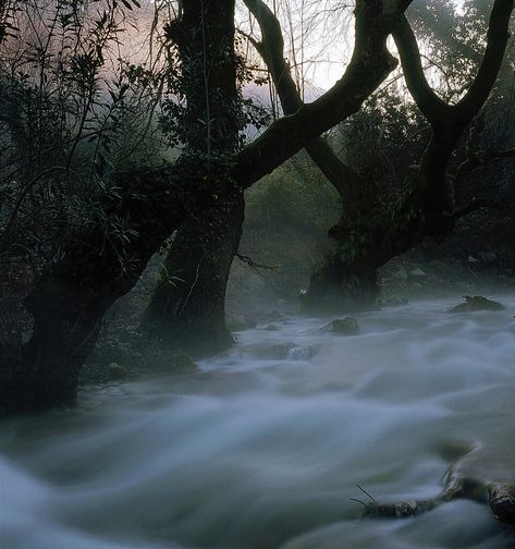 Nature, Tumblr, Forest Horror Aesthetic, Nature Magic Aesthetic, Magic Fantasy Aesthetic, Mist Aesthetic, Mist Magic, Fog Aesthetic, Magical Aesthetic