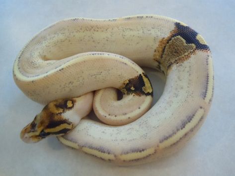 Paradox Puma beauty Nature, Paradox Ball Python, Ball Phyton, Blood Python, Dream Snake, Snake Photos, Pretty Snakes, Types Of Snake, Colorful Snakes