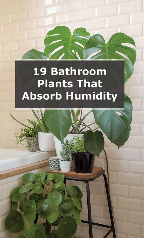 Inside House Plants, Best Bathroom Plants, Tanaman Indoor, Plant Care Houseplant, Photo Deco, Inside Plants, Growing Plants Indoors, Low Light Plants, Best Indoor Plants