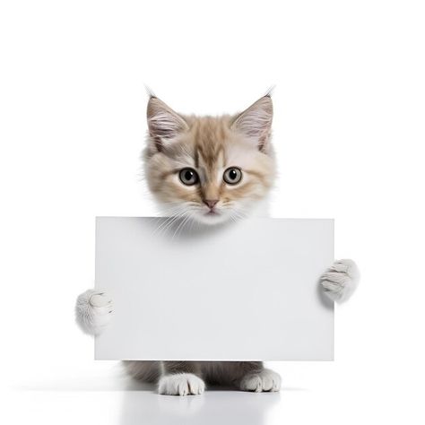 Photo a cat holding a sign that says | Premium Photo #Freepik #photo #cat #meow #kittens #white-cat Cat Holding Sign, Stickers Gatos, Kittens White, Holding A Sign, Photo Cat, Blank Sign, Cat Meow, Letter U, A Sign