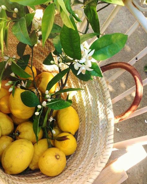 RACHAEL ARLENE on Instagram: “Easy peasy lemon squeezy🍃” Calming Backgrounds, Lemon Farm, Italy Vibes, Mediterranean Living, Lemon Kitchen, Candy Flowers, Ux Design Inspiration, Italy Aesthetic, Kitchen Concepts