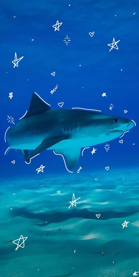 Sharks Cute Wallpaper, Whale Shark Iphone Wallpaper, Shark Screensaver Wallpapers, Cute Shark Wallpaper Iphone Wallpapers, Great White Shark Aesthetic, Pink Shark Wallpaper, Shark Wallpaper Cute, Blue Shark Wallpaper, Shark Background Wallpapers