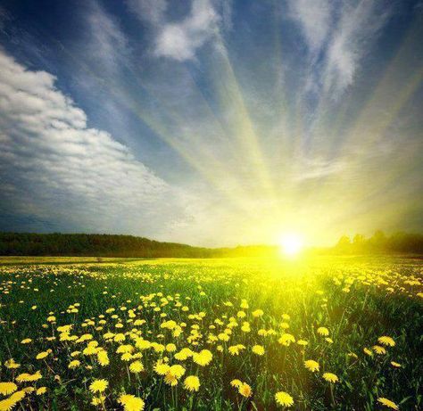 Oh glorious Sunshine! Mother Nature, Mellow Yellow, Nature Beauty, Belle Photo, Sunrise Sunset, Beautiful World, Beautiful Images, Wonders Of The World, Sunny Days