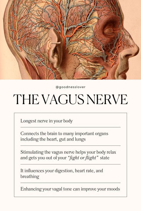 Thoughts Emotions Actions, Vagus Nerve Ice Therapy, How To Stimulate The Vegas Nerve, Resetting Your Vagus Nerve, Stimulate Parasympathetic, Vagus Nerve Stimulating, Dorsal Vagus Nerve, What Is The Vagus Nerve, Vega Nerve