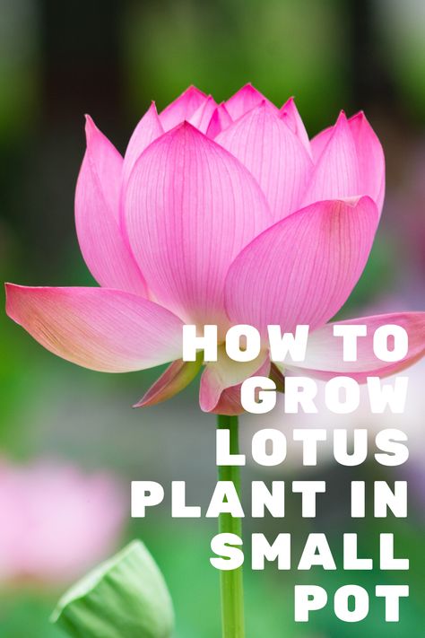 How To Grow Lotus Seeds, Growing Lotus Indoors, Indoor Lotus Plant, How To Grow Lotus Plant At Home, Lotus Plant At Home, Growing Lotus, Lotus Flower Seeds, Container Pond, Japanese Lotus