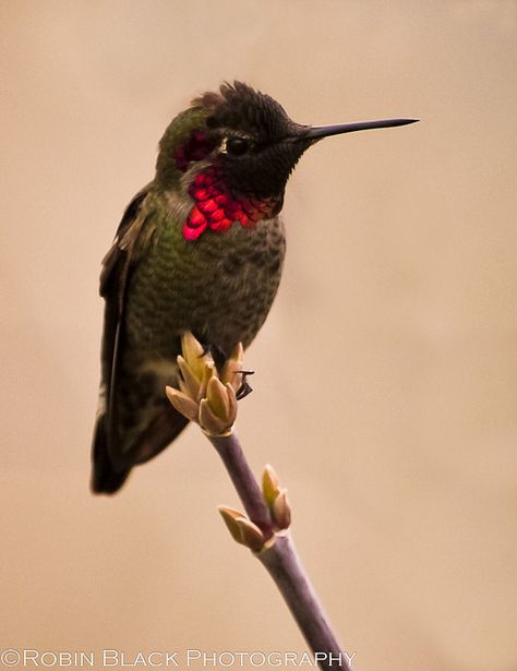 Love Hummingbirds Colourful Birds, Hummingbird Pictures, Different Birds, Kinds Of Birds, Beautiful Bird, All Birds, Exotic Birds, Pretty Birds, Colorful Birds