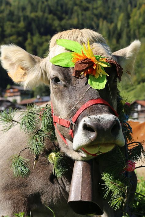 Swiss Cows, Lake Lucerne Switzerland, Switzerland Alps, Places In Switzerland, Swiss Miss, Lucerne Switzerland, Nice Pictures, Switzerland Travel, A Cow