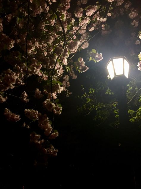 Night cherry blossoms pictures - Wandering For Money Nature, Cherry Blossoms Pictures, Blossom Pictures, Pictures Night, Cherry Blossom Pictures, Night Time Photography, Rain Pictures, Time Photography, Night Background