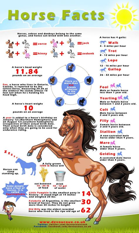 If horses fascinate you as much as they fascinate me, you are on the right page! You will definitely find something here that you didn't know before! Interesting Facts About Horses, Facts About Horses, Horse Lessons, Horse Information, Horse Facts, Horse Care Tips, Horse Info, Horse Riding Tips, Horse Camp