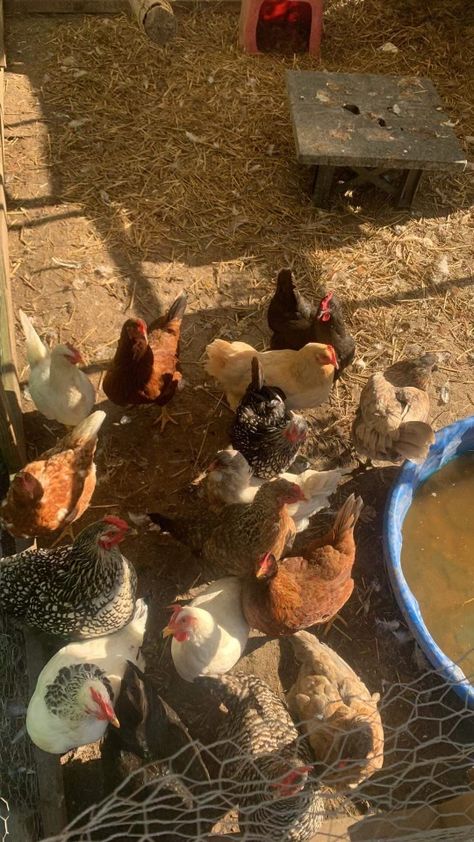 my mommys chickens :) 🐣 Chicken Aesthetic Animal, Chickens Aesthetic, Owning Chickens, Chicken Pets, Chicken Aesthetic, Dream Farm, Farm Wife, Southern Life, Soft Life