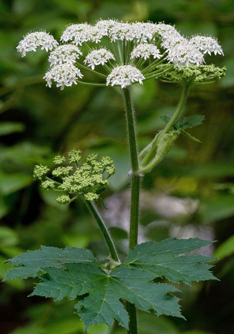 Cow Parsnip, Scottish Flowers, British Wild Flowers, California Wildflowers, Wildflowers Photography, Wild Flower Meadow, Sun Garden, Balcony Plants, Plant Photography