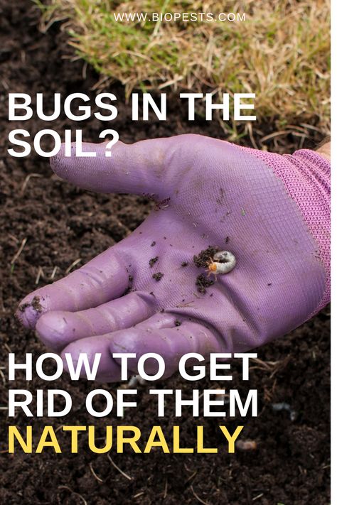 If you have recently had close encounters with cutworms, grubs, and strawberry root weevils, you possibly need to treat your soil against pests. This article gives you 5 easy solutions how to get rid of these bugs in natural ways. #organic pest control #natural pest control solutions Lacewings, Grubs How To Get Rid Of, Companion Herbs, Pesticides For Plants, Grub Worms, Growing Cactus, Geranium Care, Rose Plant Care, Kill Bugs