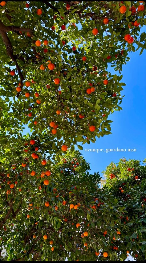 Nature, Tangerine Tree Aesthetic, Orange Tree Aesthetic Wallpaper, Greenery Aesthetic Wallpaper, Orange Summer Wallpaper, Orange Tree Aesthetic, Orange And Green Aesthetic, Orange Tree Wallpaper, Orange Fruit Wallpaper