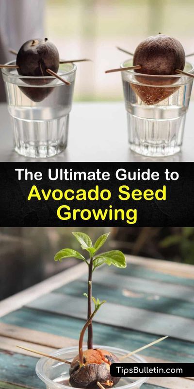 Discover how to grow an avocado plant from the pit. Although it's unlikely to ever bear fruit, sprouting an avocado seed on your kitchen counter is still fun and rewarding. All you need is water… Growing An Avocado Tree From A Pit, Grow An Avocado Tree From A Pit, Avocado Growing Avocado Seed, Avacado Growing Avocado Seed, How To Grow An Avocado Tree From A Pit, Grow Avocado From Pit, Avocado Tree From Seed, Avocado Growing, Avocado Plant From Seed