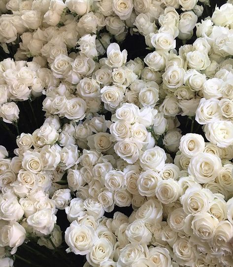 Rosé Core, Wallpers Pink, White And Pink Roses, White Rose Flower, Aesthetic Roses, Boquette Flowers, Rosé Aesthetic, Nothing But Flowers, Flower Therapy