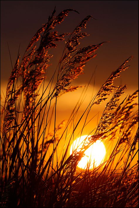 Sunset Grass Field, Matka Natura, Sunset Pics, Beautiful Sunrise, Photography Wallpaper, Alam Yang Indah, Nature Wallpaper, Beautiful Sunset, Beautiful Photography