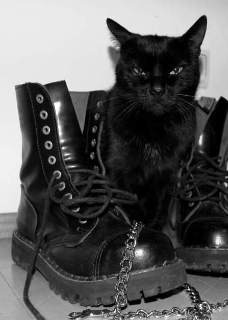 Boots Crazy Cat Lady, Don Pedro, Catty Noir, A Black Cat, Foto Vintage, Goth Aesthetic, Zulu, Black Aesthetic, Cat Lady