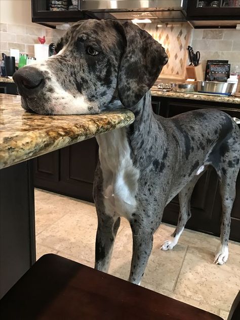 Great Dane Mixed With Doberman, Great Dane Blue Merle, Gray Great Dane, Great Dane German Shepherd Mix Dogs, Great Dane Merle, Black Great Dane Aesthetic, Great Dane Aesthetic, Grate Danes, Great Dane Tattoo