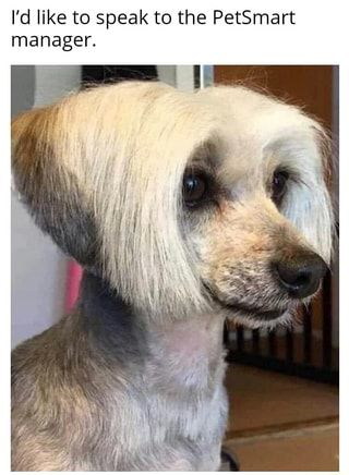 I'd like to speak to the PetSmart manager. – popular memes on the site ifunny.co Chien Shih Tzu, Ugly Dogs, Dog Haircuts, Bad Haircut, Bad Hair Day, Best Funny Videos, Bad Hair, Dog Hair, Beautiful Dogs