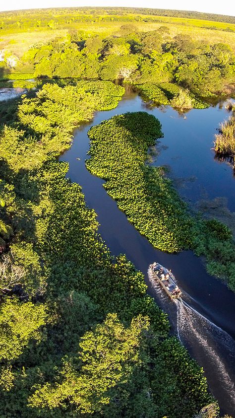 "Patrimônio Natural Mundial" e "Reserva da Biosfera". Esses são os títulos que o Pantanal recebeu da UNESCO e que atestam que a região é o destino ideal para os amantes da natureza.💚🐊 #oquefazernopantanal #pantanalms Nature, History, Brazil, Brazil Country, Brazil Culture, Country Fair, Romantic Places, Travel Board, Countries Of The World