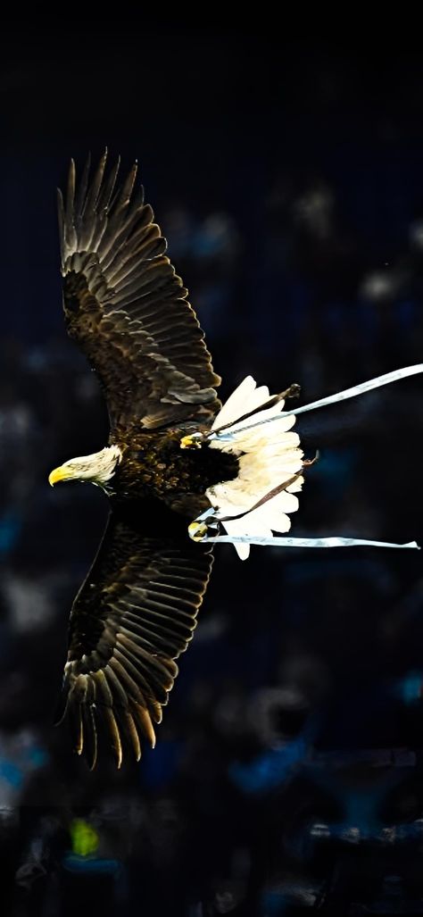 Milan, American Football, Olympia, Lazio Wallpaper, Ss Lazio, Inter Milan, Scenery Wallpaper, Bald Eagle, Iphone Wallpaper