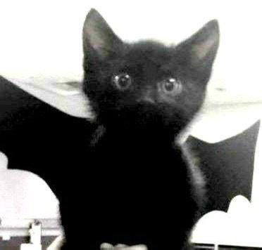 cat pfp bat wings stare. Goth Core, Cat Dark, Silly Cats Pictures, Cat Icon, Silly Animals, Silly Cats, Pretty Cats, Cat Pics, Cool Cats