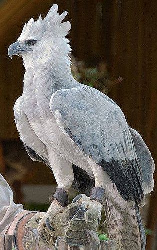 Harpy Eagle is one of the worlds largest & most powerful birds of prey living in the tropical rainforests of Central & South America https://ift.tt/2HDtxhu Harpy Eagle