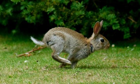 Rhosgobel rabbit bead inspiration Rabbit Running, Rabbit Pose, Rabbit Run, Animal Study, Sculpture Projects, Year Of The Rabbit, Animal Facts, Fox Art, Like Animals