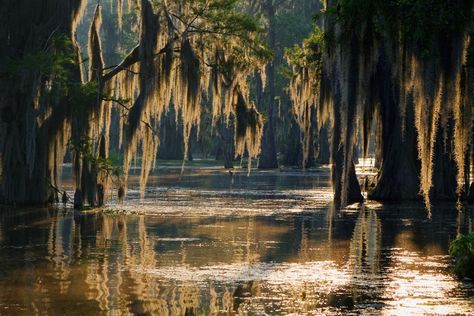 Louisiana’s Mississippi Delta is one of the most biologically diverse ecosystems in the United States. The swamps and bayous are home to countless species of fish, birds, reptiles, and mammals that thrive in and around its fertile waters. In addition to its natural wonders, the area is steeped in history, going back to the era when Louisiana was a French colony; much of that influence can still be found all over the area even though it is centuries old. With plenty of swamp and history tours, ge Mississippi River Delta, Pubs In London, Bayou Country, Louisiana Swamp, Swamp Tours, Louisiana Bayou, Bg Design, Top Film, River Delta