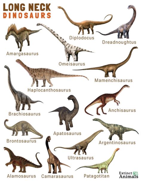 Long Neck Dinosaurs – List with Pictures Dinosaurs Names, Atlas Bear, Javan Tiger, Dinosaur Names, Long Neck Dinosaur, Feathered Dinosaurs, Raptor Dinosaur, Arm Bones, All Dinosaurs