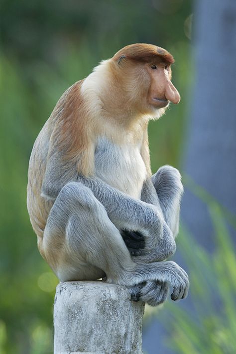 proboscis monkey (Nasalis larvatus) Proboscis Monkey, Animal Photography Wildlife, Orang Utan, Monkey Art, Primates, Animals Of The World, Jungle Animals, Forest Animals, Exotic Pets