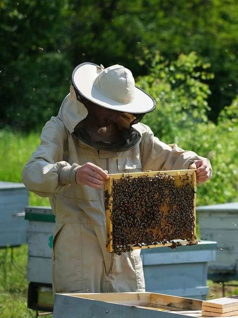 Nature, Hobbies Pictures, How To Keep Bees, Honey House, Gmail Hacks, Bee Home, Bee Facts, Bee Hive Plans, Beekeeping Equipment