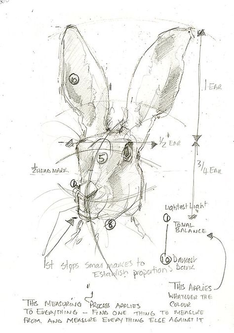 Hare Anatomy, Hare Sketch, Hare Tattoo, Rabbit Anatomy, Hare Sculpture, Hare Drawing, Hare Watercolour, Bunny Sketches, Hare Art