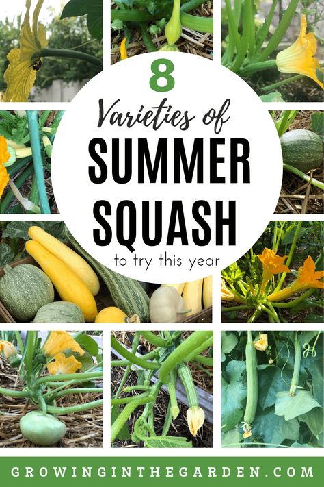 Summer Squash Varieties - 8 Best Types to Grow | Growing In The Garden Types Of Summer Squash, Squash Varieties Types Of, Types Of Squash Summer, Squash Types, Crookneck Squash, Squash Plant, Squash Varieties, Vegetable Garden Tips, Gardening Zones