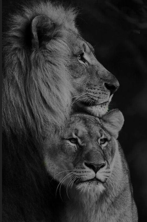 Lion And Lioness Tattoo, Lion Wallpaper Iphone, Lion Lioness, Lion Couple, Lioness Tattoo, Lion Family, Lions Photos, Lion Photography, Lion And Lioness