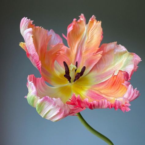 wallflower 〰️ creative studio (@studiowallflower) • Instagram photos and videos Types Of Tulips, Flowers Black Background, Dyed Flowers, Parrot Tulip, Tulips Arrangement, Tulip Painting, Parrot Tulips, Macro Flower, Flower Farmer