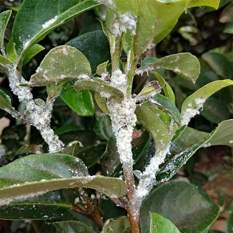Plant Pests: Aphids, Mealybugs & How To Control Them. If you have plants, they'll get infested with insects at some point. Here I talk about aphids, mealy bugs & how to control them. Find pictures to i.d. them so you can take action. joyusgarden.com #plantpests #aphids #mealybugs #plants #houseplants #pestcontrol #gardening101 #gardeningtips #aphidscontrol #mealybugscontrol Trachelospermum Jasminoides, Gardening Services, Mealy Bugs, Organic Pesticide, Plant Pests, Vertical Herb Garden, Garden Pest Control, Garden Insects, Garden Services
