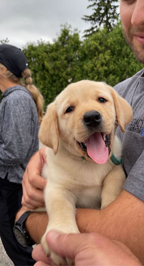 #puppy #puppies #yellowlab #adorable #aesthetic Yellow Lab Puppy Aesthetic, Yellow Labrador Retriever Aesthetic, Yellow Labs Dogs, Yellow Lab Aesthetic, Labrador Aesthetic, Blonde Labrador, Golden Labrador Puppy, Golden Labrador Puppies, Cute Labrador Puppies