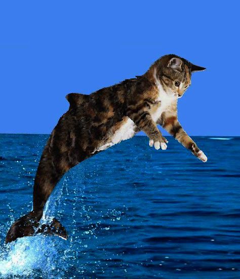 Purrmaid Mermaid Art, Animal Mashups, Hybrid Cat, Mermaid Cat, Mermaids And Mermen, Silly Animals, Funny Cute Cats, Silly Cats, Weird Animals