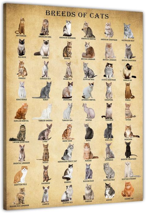 Cat Breed Wall Art, Vintage Cats Knowledge Poster, Cute Kitty Print Unframed 12x18inch : Amazon.co.uk: Pet Supplies Cat Evolution, Cat Knowledge, Knowledge Poster, Poster Cute, Vintage Cats, Cat Breed, Cute Kitty, Wall Art Vintage, Cat Facts