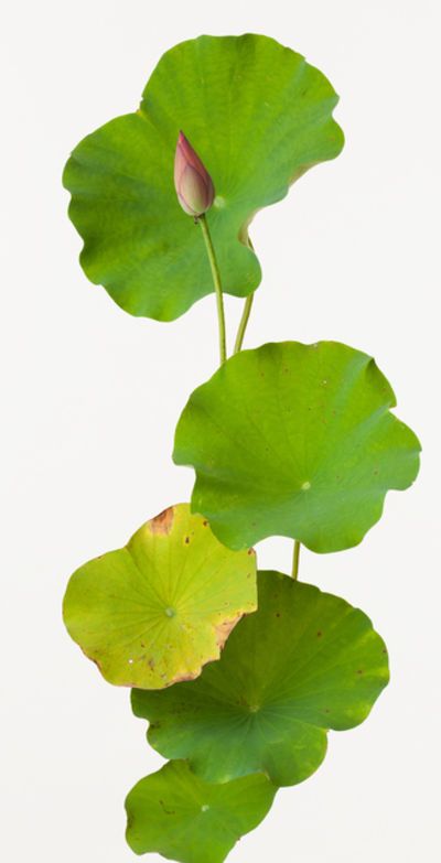 Lotus Leaf Photography, Japanese Plants, Tree Photoshop, Lotus Flower Pictures, Japanese Washi Paper, Butterfly Art Painting, Leaf Photography, Japanese Photography, Boho Painting
