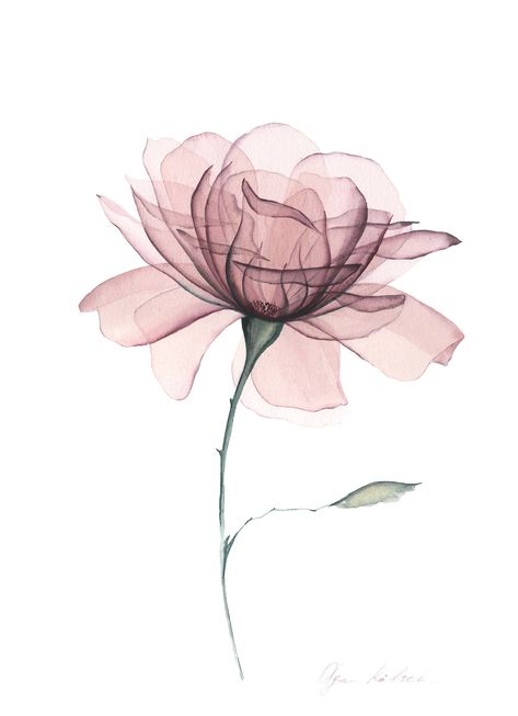 Transparent Dusty Rose on Behance Xray Flower Tattoo Roses, Flower Petal Tattoo, Xray Tattoo Ideas, Rose Logo Ideas, Xray Flower Tattoo, Dusty Rose Aesthetic, Flower Art Wallpaper, Prints For Walls Aesthetic, Transparency Design
