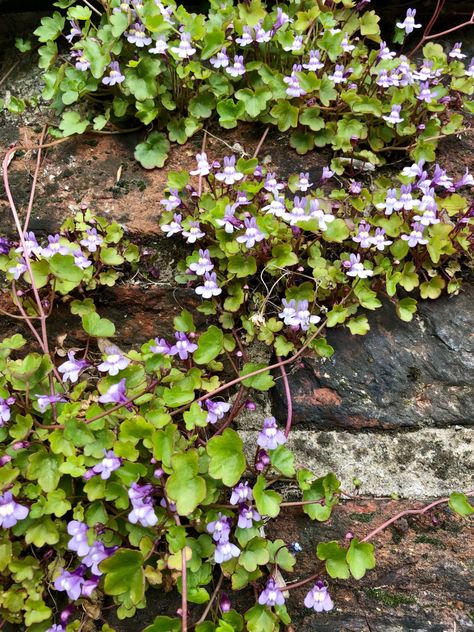 CYMBALARIA MURALIS: IVY-LEAVED TOADFLAX, IVYWORT, KENILWORTH IVY, COLISEUM IVY, OXFORD IVY, MOTHER OF THOUSANDS, MOTHER OF MILLIONS, THOUSAND FLOWER, PENNYWORT, WANDERING SAILOR, AARON’S BEARD, PEDLAR’S BASKET, RABBITS, RUINE-DE-ROME (FRENCH), ZIMBELKRAUT (GERMAN), MUURLEEUWENBEK (DUTCH). Ivy With Flowers, Kenilworth Ivy, Ivy And Flowers, Ivy Wallpaper, Ivy Flower, Ivy Wall, Plant Book, Ivy Plants, Plant Tattoo