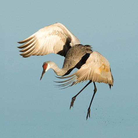 Sandhill Crane Pantanal, Miss Video, Crane Painting, Crane Drawing, Japanese Cranes, Sandhill Cranes, Sandhill Crane, Tattoo Animal, Crane Bird