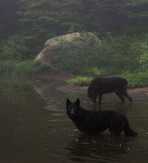 𝖿𝗂𝗇𝖽 𝗆𝖾 @𝗁𝗎𝗇𝗇𝗂𝖾𝖻𝗎𝗆 ! ♥︎ Black, Dogs, Water, Black Dogs