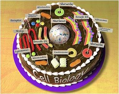 Cell Membrane Cake Project, Biology Cake Ideas, Edible Animal Cell Project, Animal Cell Cake Project, Cell Cake Project, Edible Cell Model, Biology Cake, Plant Cell Project Models, Plant Cells Project Ideas