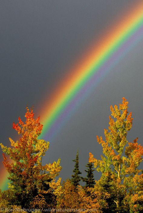 Fall Rainbow Double Rainbows, Frühling Wallpaper, Fall Rainbow, Rainbow Pictures, Rainbow Photography, God's Promise, Rainbow Magic, Rainbow Sky, Anchorage Alaska