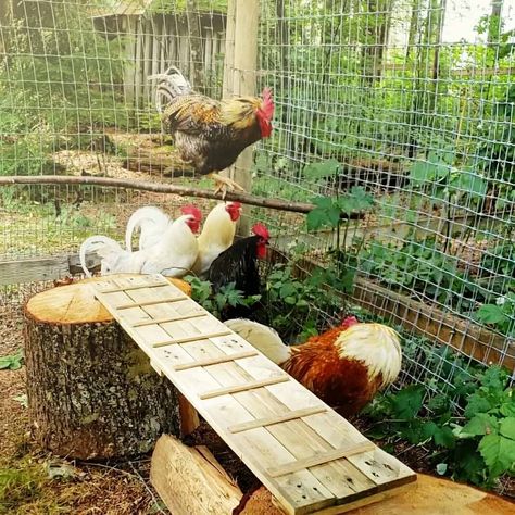 Chicken Run Herb Garden, Chicken Exercise Ideas, Chicken Run Toys Diy, Chicken Run Entertainment Ideas, Open Chicken Run, Chicken Run Accessories, Chicken Run Toys Ideas, Chicken Fencing Ideas, Chicken Shelter Ideas